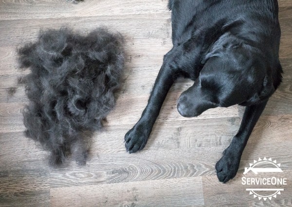 HVAC Maintenance Tips for Pet Owners