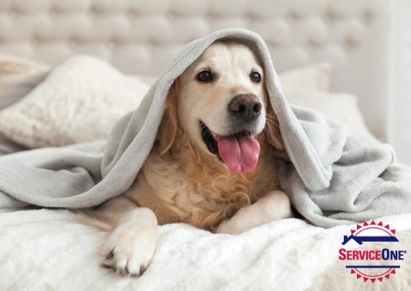 How to look after your air filter when you have pets