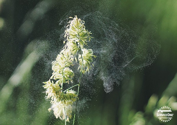 Home Air Filtration Systems & Spring Allergies : A Match Made In Heaven